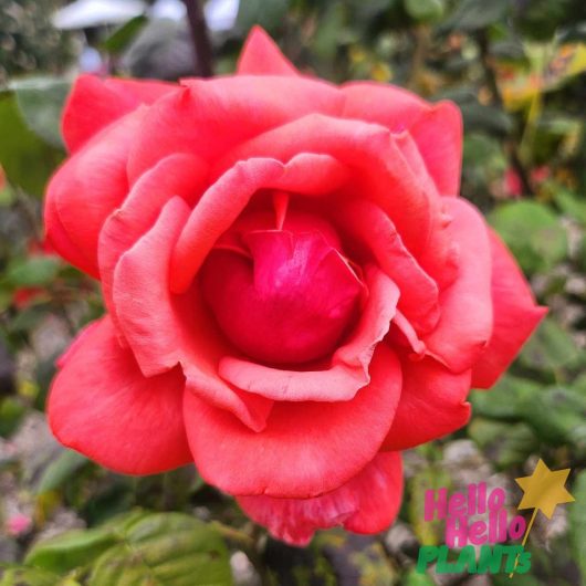 Rosa hybrid tea Fragrant Cloud Rose