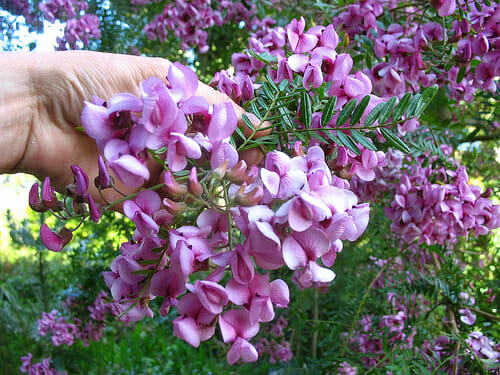 A person's hand is holding a Virgilia 'Cape Lilac' Tree 8" Pot.