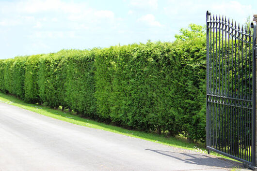 Cupressus 'Castlewellan Gold' Conifer 6" Pot