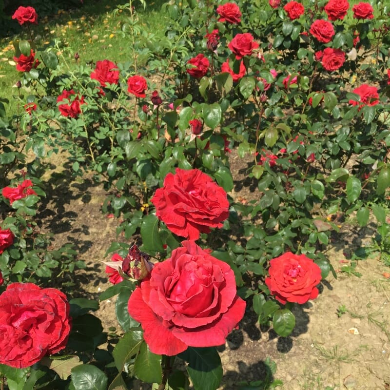 Fragrant Cloud Rose Hello Hello Plants & Garden Supplies