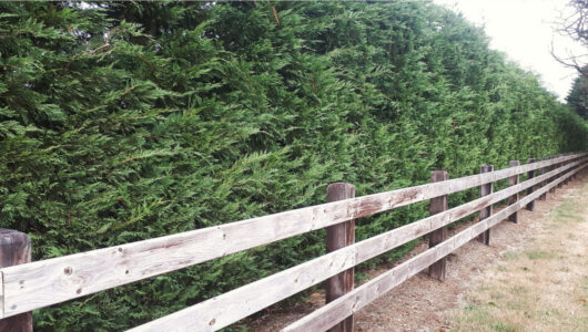 Cupressus 'Leighton Green' Conifer
