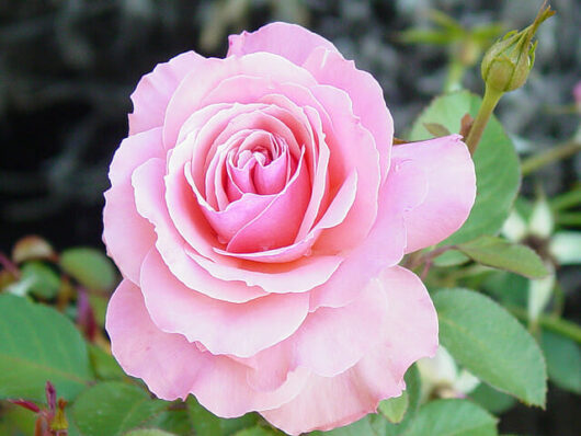 Rose 'Bridal Pink' 3ft Standard (Bare Rooted)