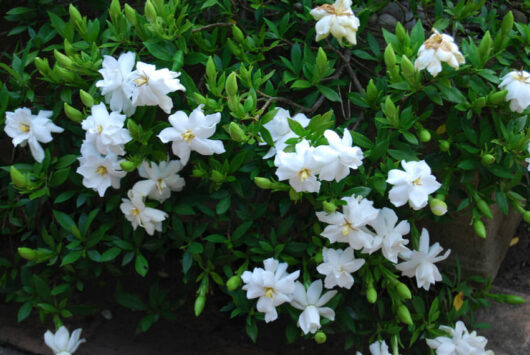 Gardenia 'Radicans' 8" Pot