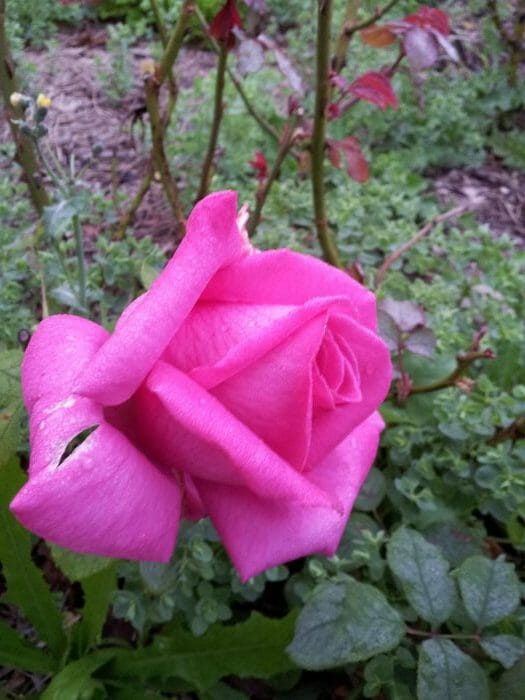 Best Friend Bush Rose 8" Pot - Hello Hello Plants & Garden Supplies