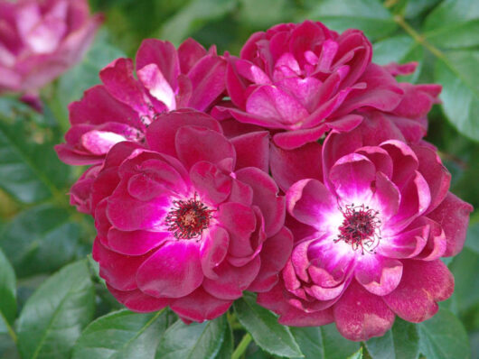 A cluster of vibrant Rose 'Burgundy Iceberg' in full bloom, with detailed stamens visible, set against a backdrop of green leaves.