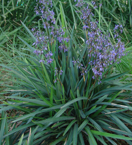 Dianella Paroo Lily - Hello Hello Plants &amp; Garden Supplies