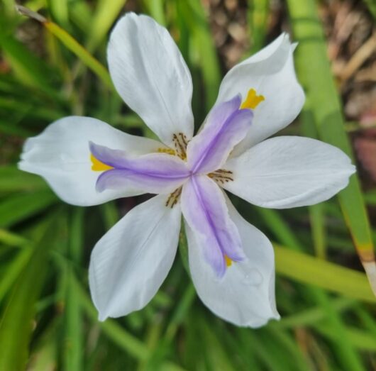 Dietes grandiflora butterfly iris wild iris flower main