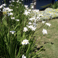 Dietes grandiflora 'Wild Iris' 3" Pot
