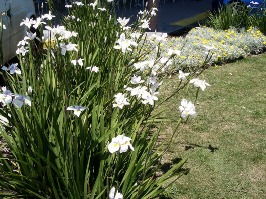 Dietes grandiflora 'Wild Iris' 3" Pot