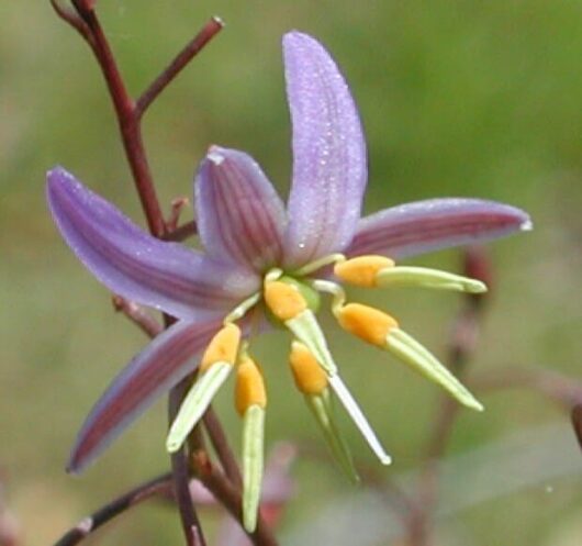 A Dianella longifolia 6" Pot with yellow stamens on a stem.