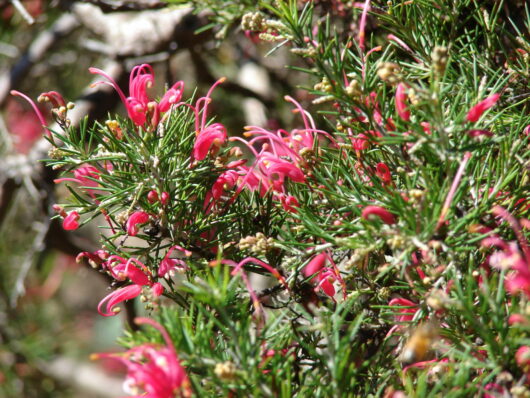 Grevillea rosmarinifolia 'Rosemary Grevillea'