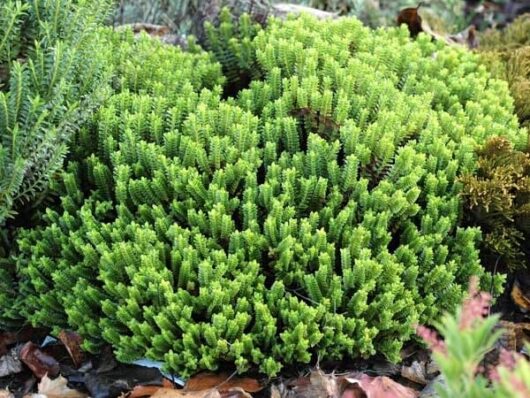 A group of Hebe 'Buxifolia' 6" Pot plants in a garden.