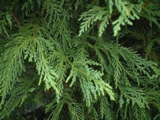 Cupressus 'Leighton Green' Conifer