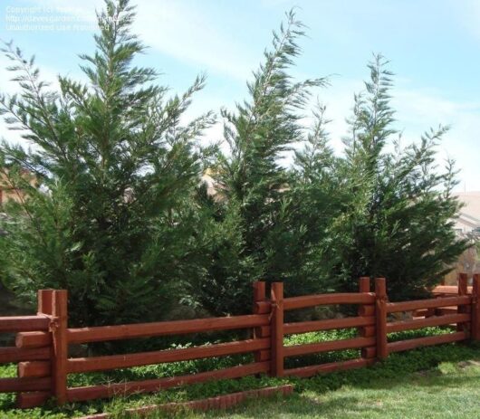 Cupressus 'Leighton Green' Conifer