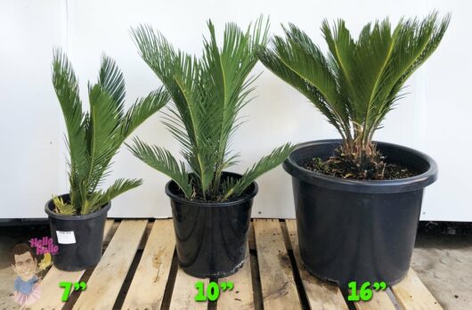 Cycad 'Sago Palm'