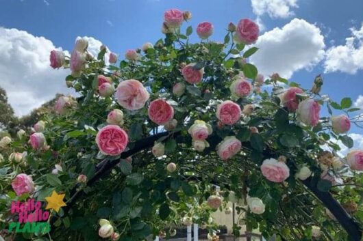 Rose 'Pierre de Ronsard' Climber