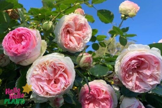Rose 'Pierre de Ronsard' Climber