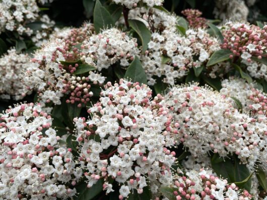 Viburnum ‘Tinus’