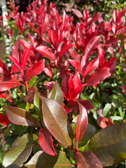 Photinia robusta