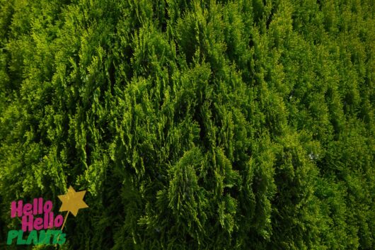 Thuja 'Golden Biota' Conifer 13" Pot