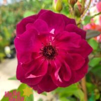 Rose 'Burgundy Iceberg'