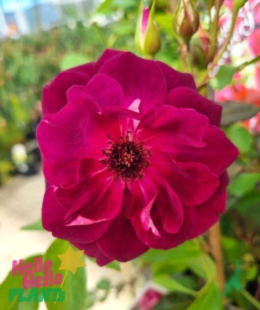 Rose 'Burgundy Iceberg' 2ft Standard Growers Flash Sale!