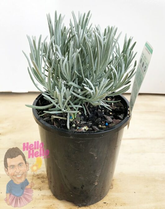 Lavandula 'English Lavender' 6" Pot Growers Flash Sale!