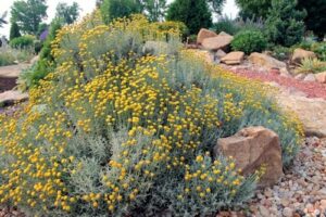 A garden with Santolina 'Cotton Lavender' 6" Pot flowers and rocks.