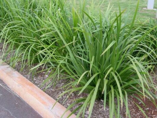 Lomandra 'Hystrix' Mat Rush 6" Pot, green ornamental grasses growing along a curbside.