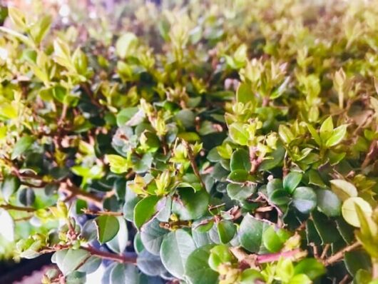 Close-up of small, vibrant green Luma apiculata 'Myrtus Luma' shrubs in soft focus, showcasing the dense foliage and subtle variations in leaf color.