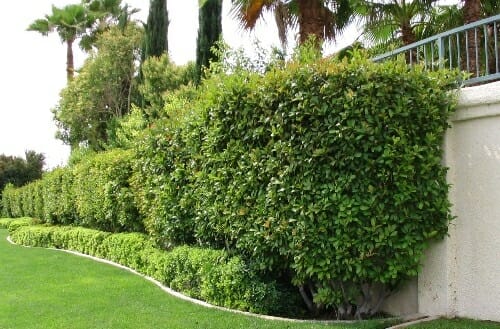 A lawn with a Pittosporum 'Green Pillar' 6" Pot in the middle of it.
