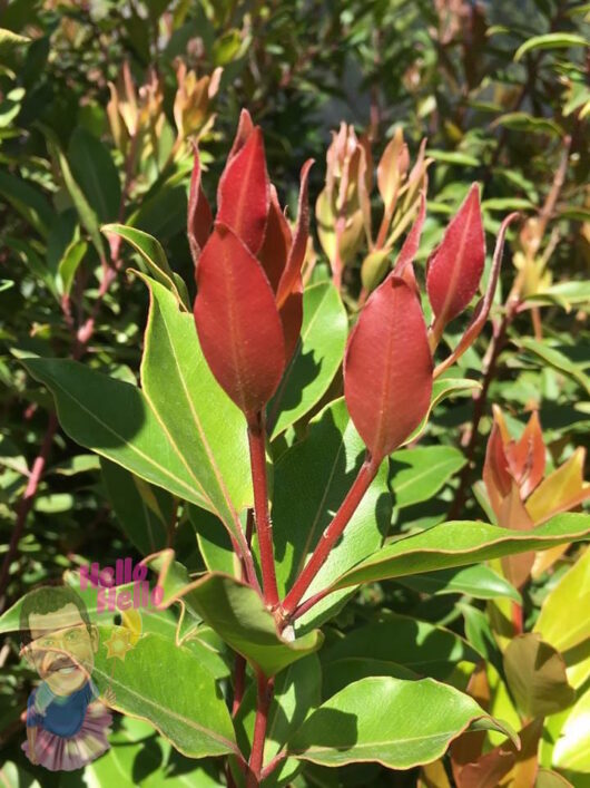 Photinia Robusta