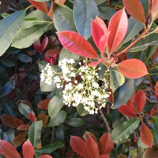 Photinia robusta