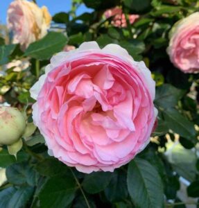 Rose ‘Pierre de Ronsard’