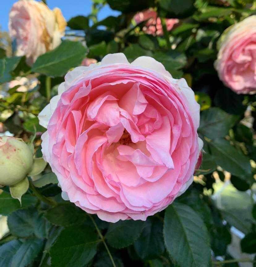 Rose 'Pierre de Ronsard' - Hello Hello Plants & Garden Supplies