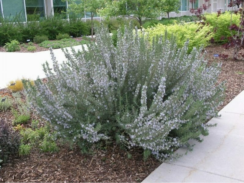 Rosemary Common 6" Pot Hello Hello Plants & Garden Supplies