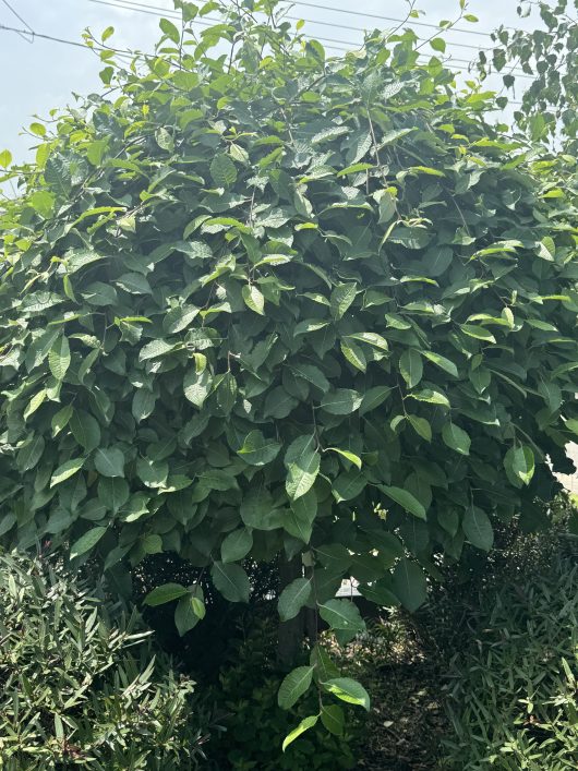 Salix 'Wee Scotty' Mini Celtic Cascade