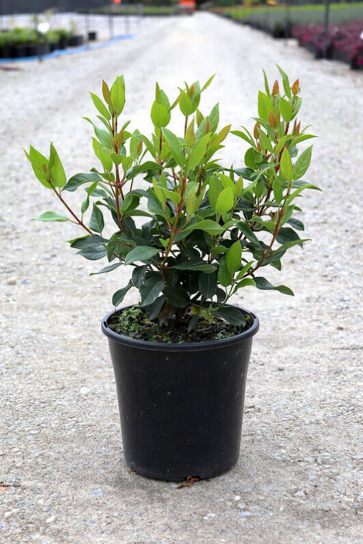 A Viburnum 'Tinus' 8" Pot with green leaves placed in the center of a gravel pathway, with rows of plants in the background.