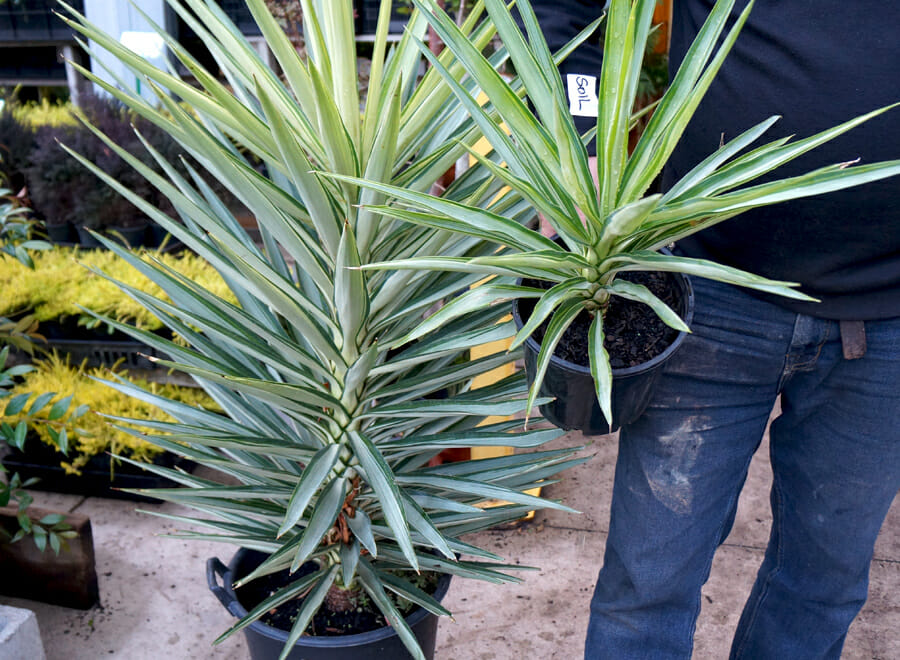 Yucca Silver Streak - Hello Hello Plants &amp; Garden Supplies