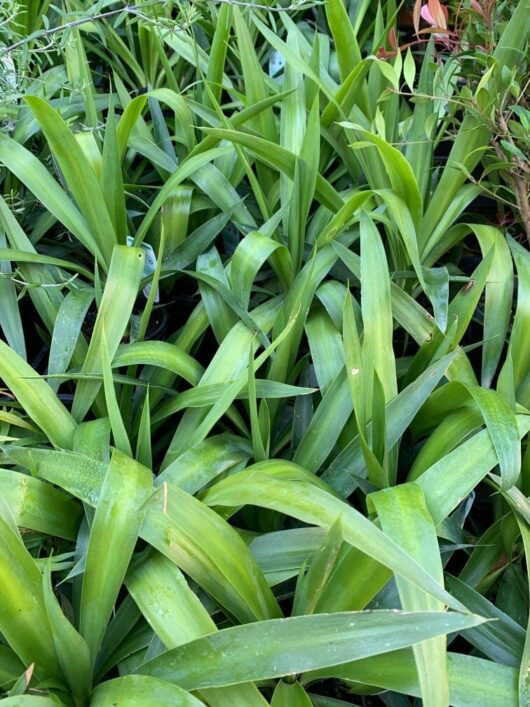 A dense cluster of long, green leaves growing closely together outdoors, creating a lush and vibrant foliage display, characteristic of the Yucca elephantipes 'Stick Yucca'.