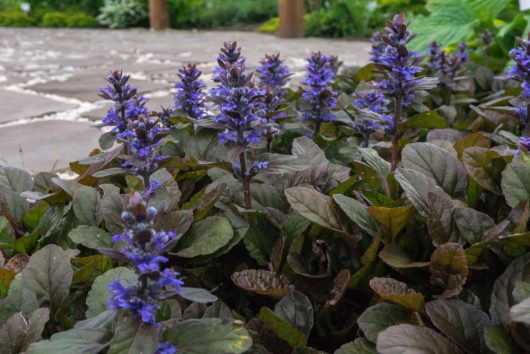 ajuga repens groundcover blue or purple flowered buggleweed along a concrete path or pavement ina garden