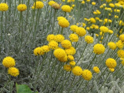 A group of Santolina 'Cotton Lavender' 6" Pot flowers in a garden.