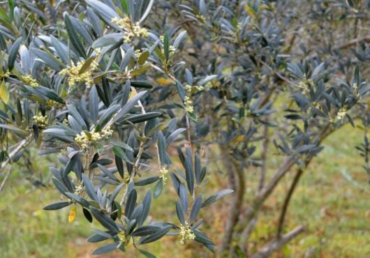 Olea 'Manzanillo' Olive 8" Pot tree branches with leaves and blossoms in an orchard.