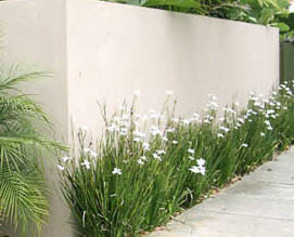 Flowering Grasses