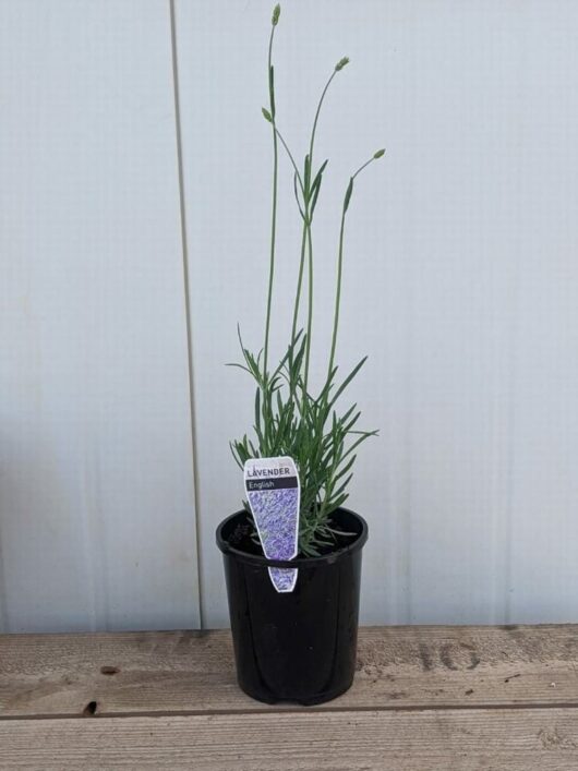 Lavandula 'English Lavender' 6" Pot Growers Flash Sale!