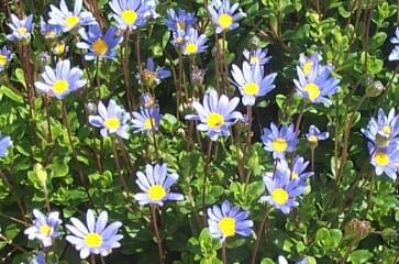 A field of Felicia 'Blue Marguerite Daisy' 6" Pot flowers with yellow centers.