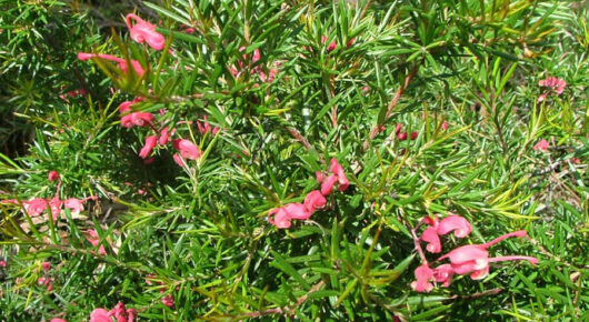 Grevillea rosmarinifolia 'Rosemary Grevillea'
