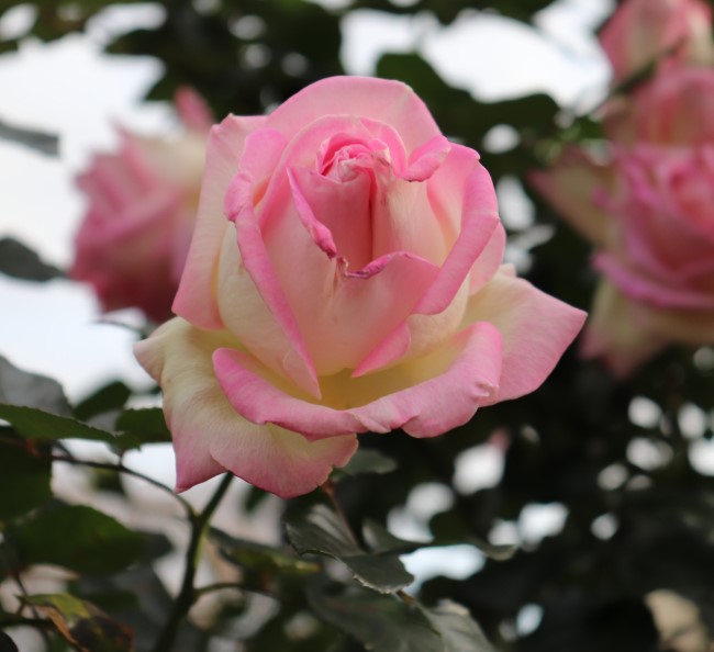 princess de monaco hybrid tea rose pink cream