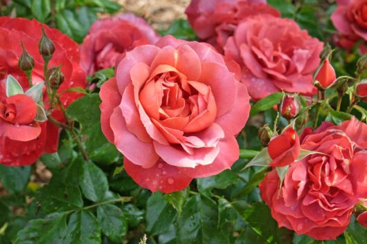 Rose 'Hot Chocolate' Bush Form (Eco Grade)