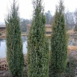 skyrocket juniper trees for sale skyrocket juniper trees for sale